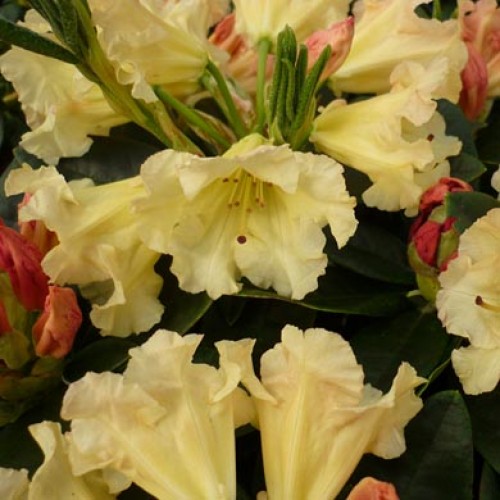 Rhododendron 'Saffrano' - SAFFARNO 2 500x500 1