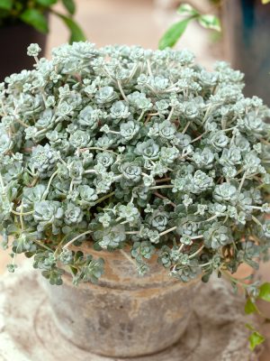Sedum spathulifolium 'Cape Blanco' - Sedum Coral Carpet