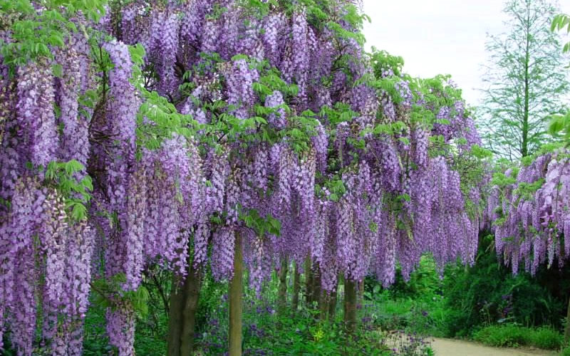 Wistaria floribunda 'Royal Purple' 40 cm Zahradní centrum "Strakovo