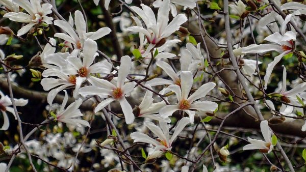 Magnolia kobus ´Esveld Select´ 80–100 K7,5 - a 60663 2314