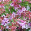 Abelia parviflora 'Bumble Bees' 25–30 cm