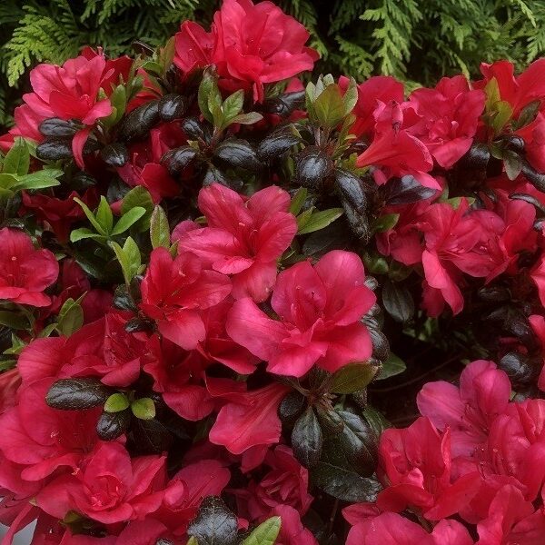 Azalea (J) 'Maruschka'® 20–30 cm