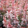 Berberis thunbergii 'Atropurpurea' - C2L-v. 20-30 CM