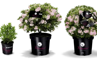 Rhododendron micranthum ´Bloombux´ ® P23, koule průměr 25–30 CM - bloombux groessen packshots pink. fullsize desktop