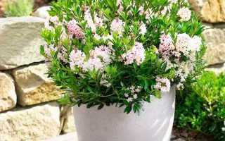 Rhododendron micranthum ´Bloombux´ ® P23, koule průměr 25–30 CM - bloombux pink ambiente terrasse dsc0079. quadrat