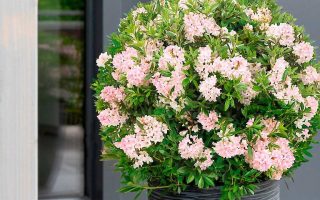Rhododendron micranthum ´Bloombux´ ® P23, koule průměr 25–30 CM - bloombux pink ambiente tuer dsc0113. quadrat