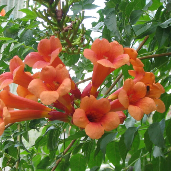 Campsis grandiflora 70 cm