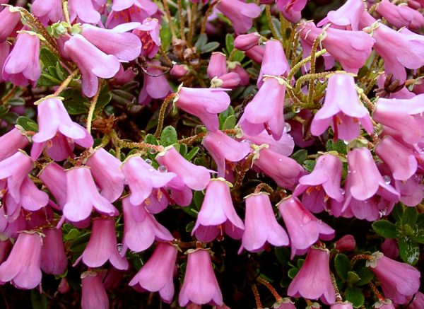 Rhododendron 'Myrtilloides' 20–25 cm - campylogynum myrtilloides