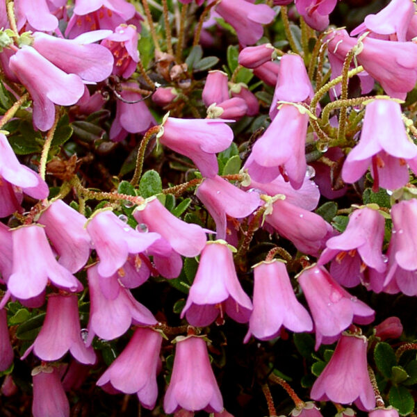 Rhododendron 'Myrtilloides'