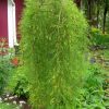 Caragana arborescens 'Walker' - Strom - kontejner 5 l, v. kmínku 100 cm