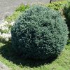 Chamaecyparis pisifera 'Blue Moon' - Kontejner 2 l, v. 15-20 cm