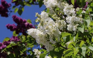 Syringa vulg. 'Mme Lemoine' - edelflieder mme lemoine m002254 w 8