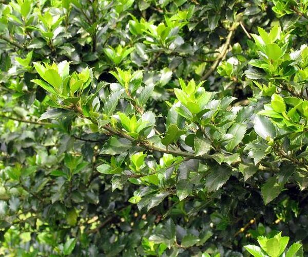 Ilex meserveae ´Blue Prince´