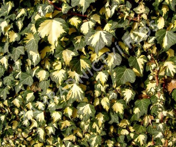 Hedera helix ´Goldheart´ 40R K2vyvazov