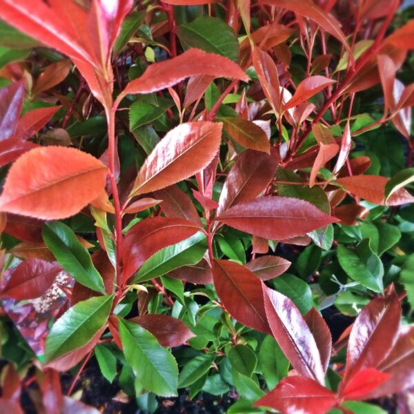 Photinia fras. 'Robusta Compacta' 40–50 cm