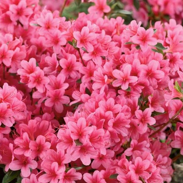 Azalea (J) 'Kermesina'