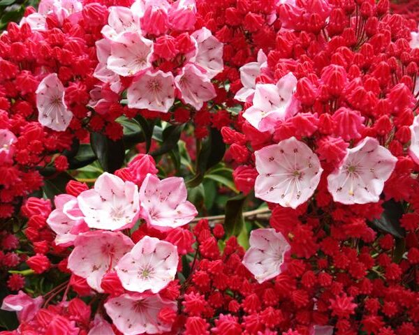 Kalmia lat. ´Ostbo Red´ 20–25 K