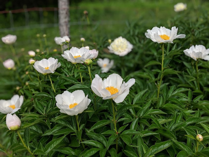 Paeonia lact. 'Krinkled White' - krinkledwhite flower4
