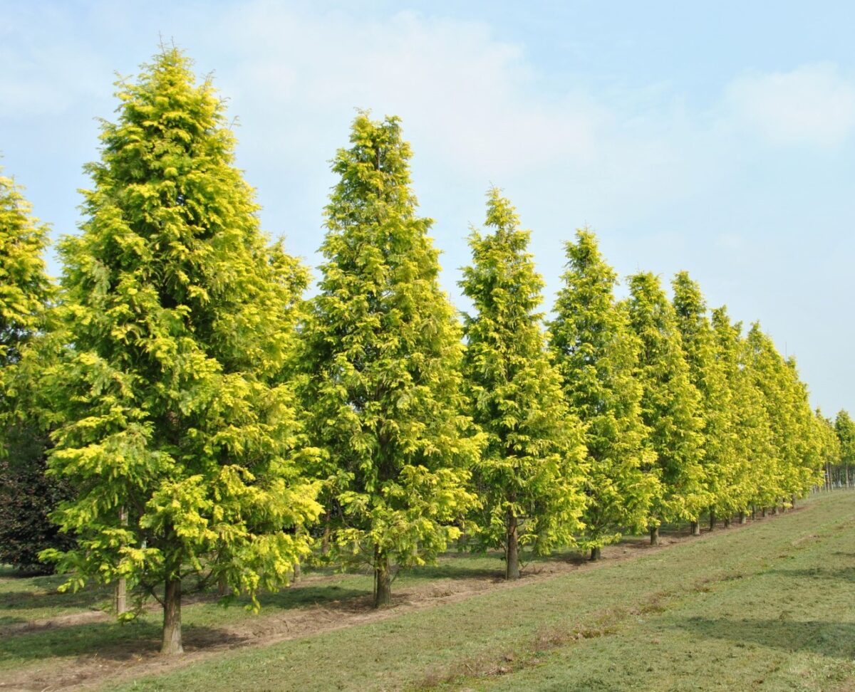 Metasequoia glyp. 'Goldrush' 175–200 cm - Image 1