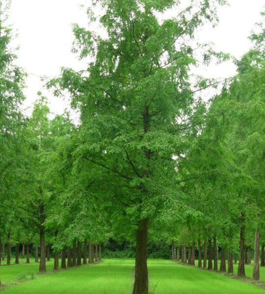 Metasequoia glyptostroboides