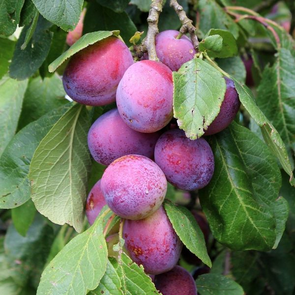 Slivoň 'OPÁL'-samosprašná RYNGLE - opal plum tree 2