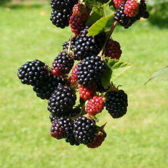 Rubus frut. ´Triple crown´ 40 RK2