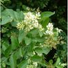 Ligustrum ovalifolium 'Aureum' - Kontejner 2 l, v. 20-30 cm