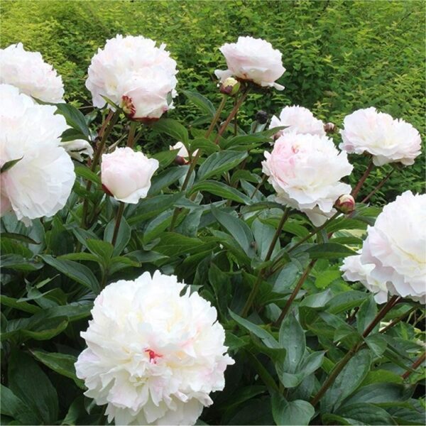 Paeonia lact. 'White Sensation'