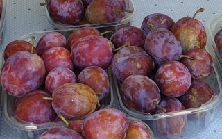 Slivoň 'OPÁL'-samosprašná RYNGLE - pflaume opal m005128 w 0