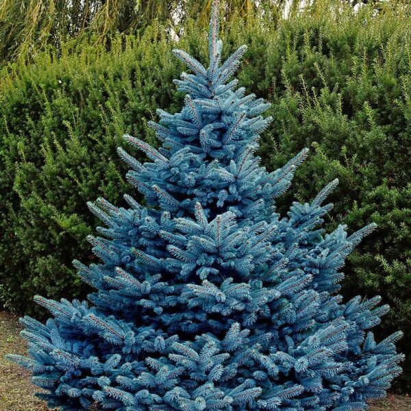 Picea pungens 'Blue Diamond', 60–80 cm