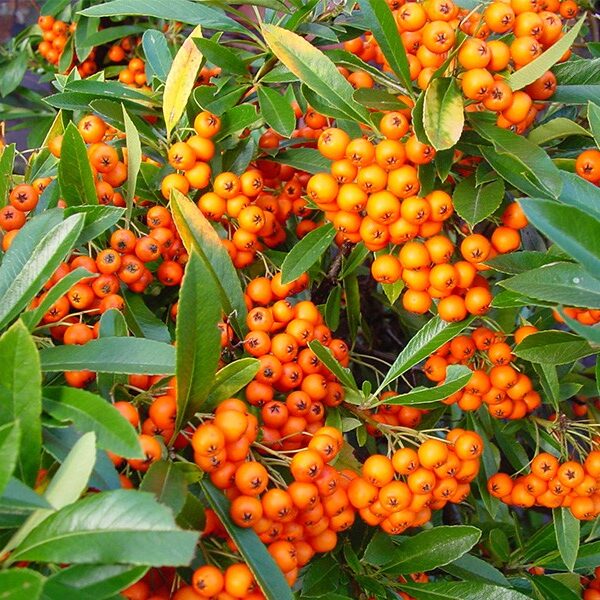 Pyracantha 'Orange Glow' 40 cm, oranžová