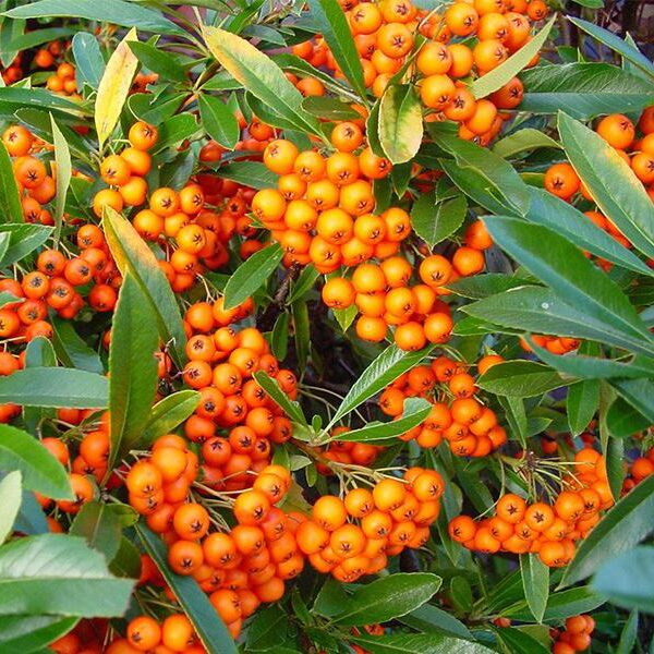 Pyracantha 'Teton' 20–30 cm