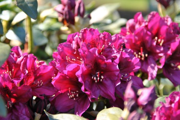 Rhododendron (T) 'Polarnacht' 30–40 cm - rhododendron polarnacht 6