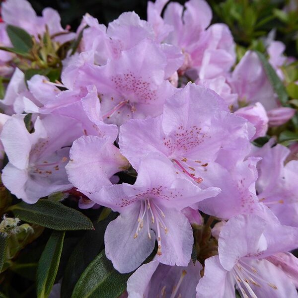 RHODODENDRON Robert Seleger 20–30 K2,5
