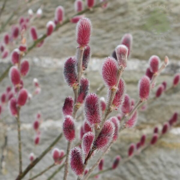 Salix gracil. 'Mount Aso' - salix gracilistyla mount aso p1141 7648 image