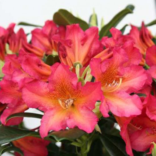 Rhododendron (T) 'Scyphocalix' 30–40 cm
