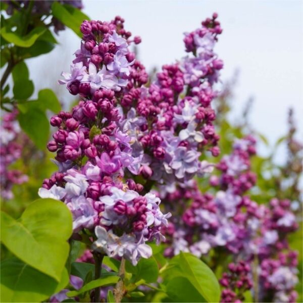 Syringa vulgaris Katherine Havemeyer , 20–30, K2,5