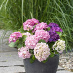 Hydrangea macrophylla HR Three Sisters' – P 25 / C7L