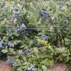 Vaccinium cor. ´Herbert´ - C2,5L v. 30-40 cm
