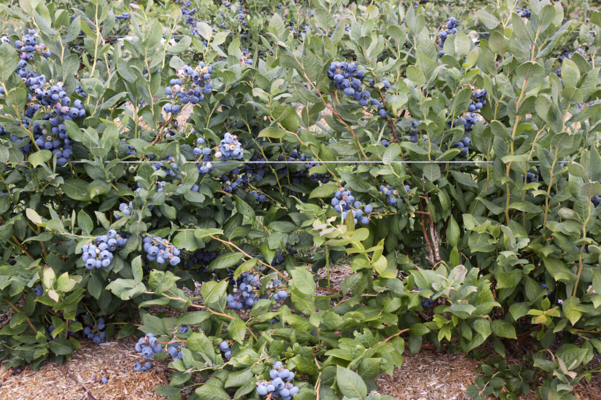 Vaccinium cor. ´Herbert´ - Image 1