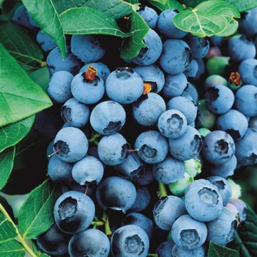 Vaccinium cor. ´Elliot´ 30–40 K2