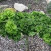 Ginkgo biloba 'Troll' - Kontejner 18 l, v. kmínku 60 cm