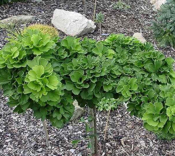 Ginkgo biloba 'Troll'