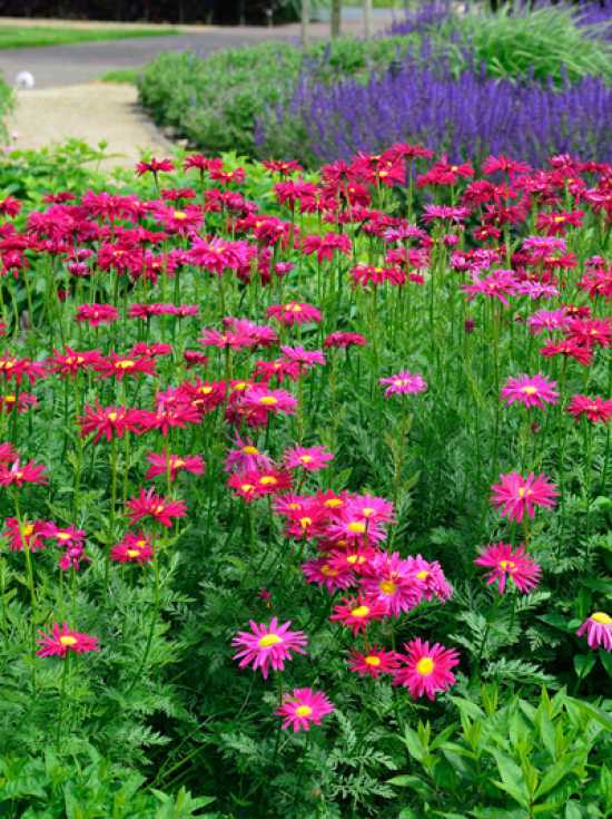 Chrysanthemum cocineum /"Robinson Rot/" Bunte Margerite