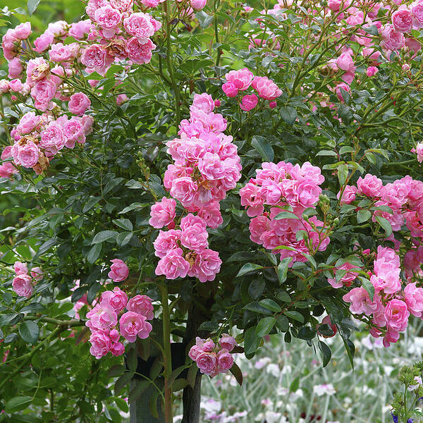 Rosa 'The Fairy'®-stromková