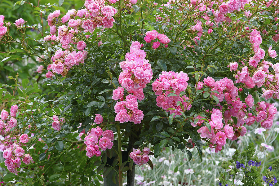 Rosa 'The Fairy'®-stromková - 1 polyantha roses rosa the fairy neil joyscience photo library