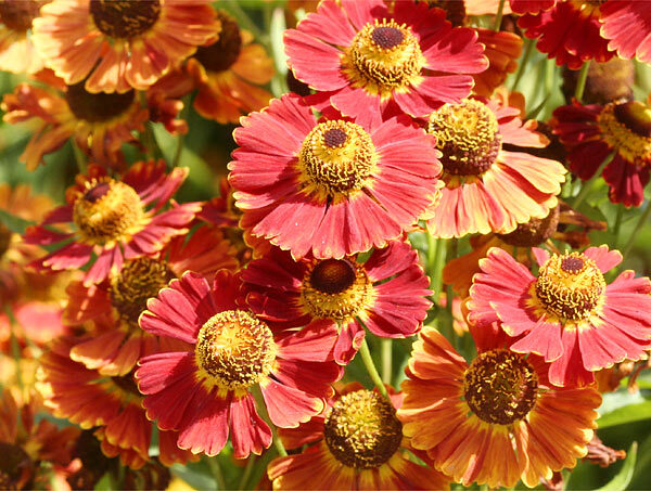 Helenium autumnale, ‘Poncho’ K11x11 , záplevák