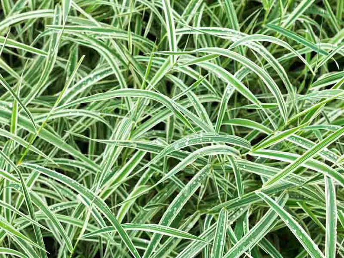 Carex morrowii 'Variegata' - 30927785 mOptimized