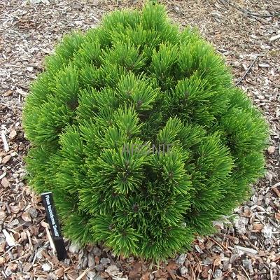 Pinus leucodermis Schmidtii 10–15 K2