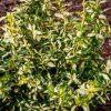 Euonymus fortunei 'Blondy' - Kontejner, v. rostliny 20-25 cm